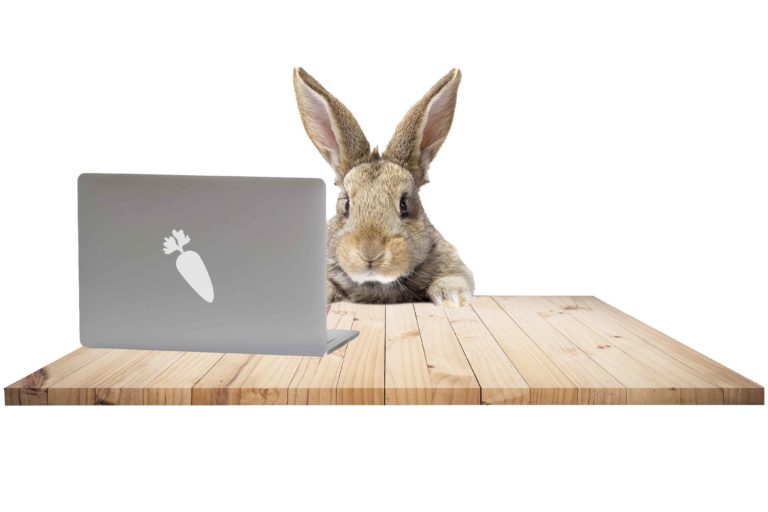 conejo con su ordenador