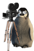 pinguino con la telecamera